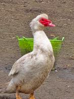 2 barberie hanen, Dieren en Toebehoren