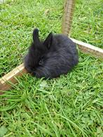 Zwart raszuivere leeuwenkop vrouwtjeskonijn, Dieren en Toebehoren, Konijnen, Vrouwelijk, Dwerg, 0 tot 2 jaar