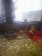 RECHERCHE cochon d'Inde, Animaux & Accessoires, Janvier