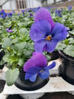 Viooltjes, Jardin & Terrasse, Plantes | Jardin, Autres espèces, Printemps, Bisannuelle, Enlèvement