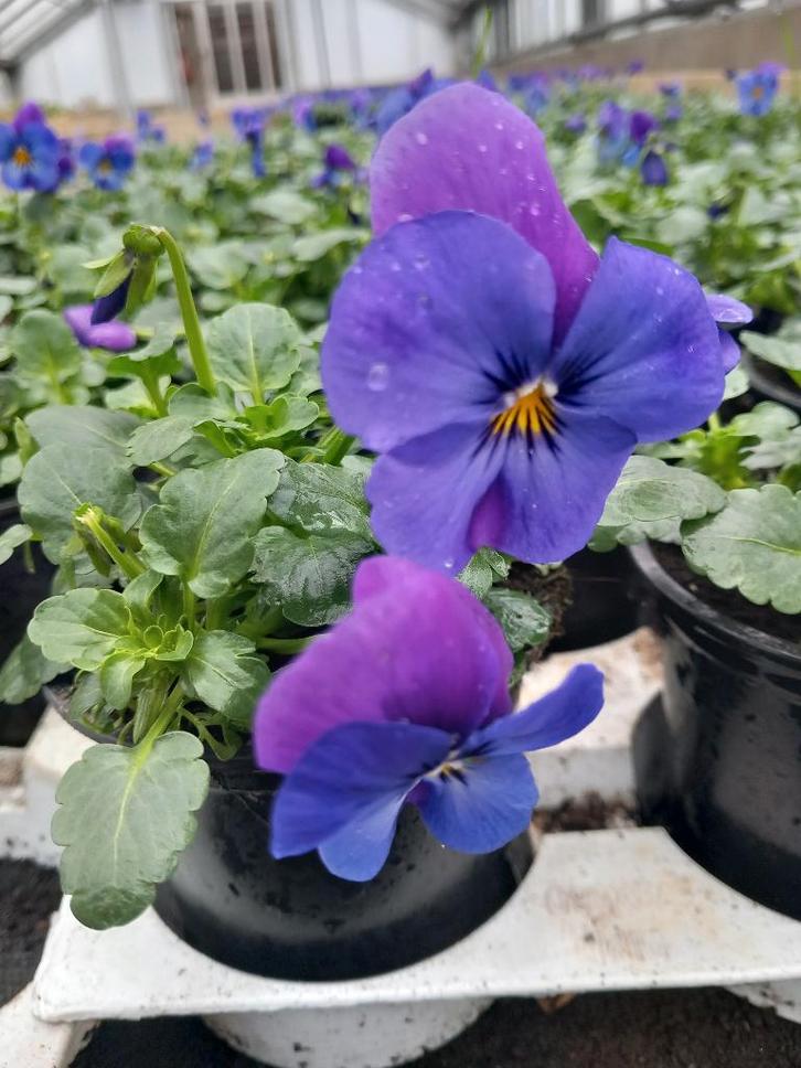 Viooltjes, Jardin & Terrasse, Plantes | Jardin, Bisannuelle, Autres espèces, Mi-ombre, Printemps, Enlèvement