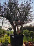 Prachtige olijfboom Olea Europaea meerstam, Tuin en Terras, Ophalen, Olijfboom