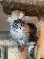 Maine Coon kittens beschikbaar, Meerdere dieren, Gechipt, 0 tot 2 jaar