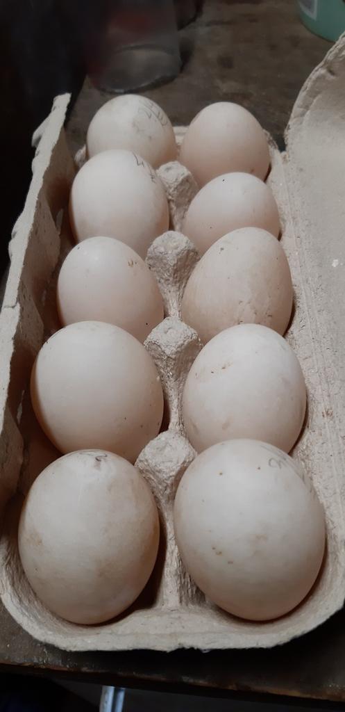 eendeeieren te koop, Enlèvement