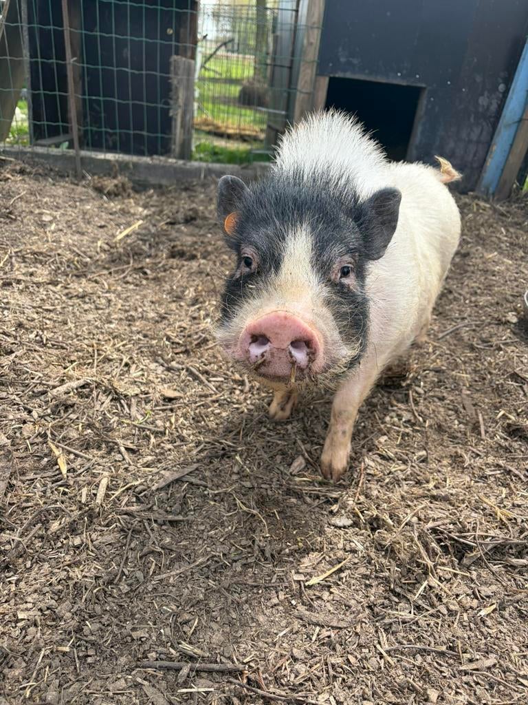 Lief mannelijk mini-varkentje zoekt warme thuis, Dieren en Toebehoren, Schapen, Geiten en Varkens, Mannelijk, Varken, 0 tot 2 jaar