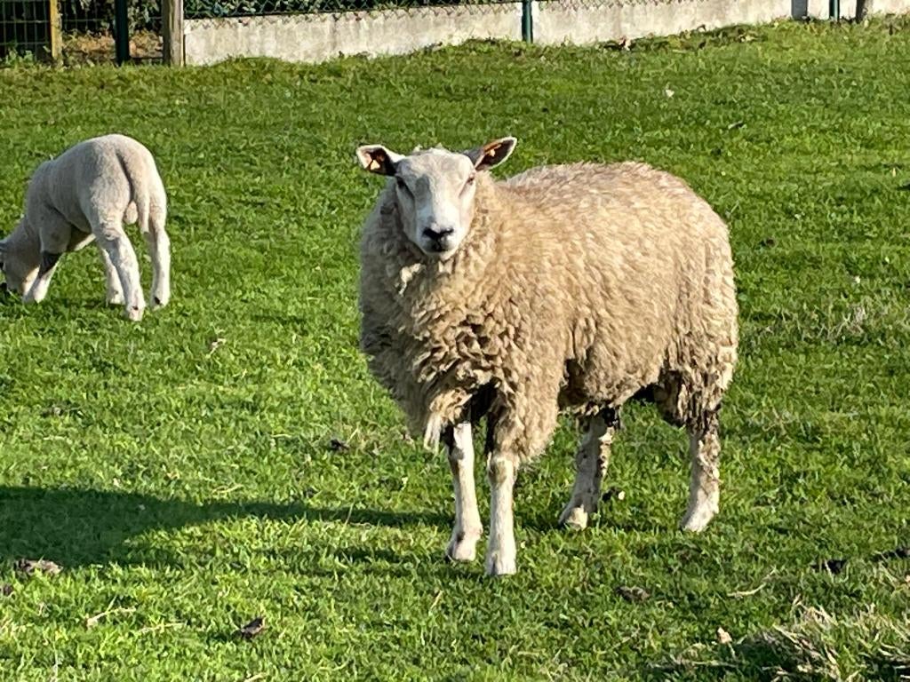 ram, 2 jaar oud, Mannelijk, Schaap, 0 tot 2 jaar