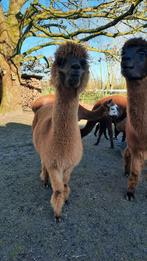 alpaca, Dieren en Toebehoren