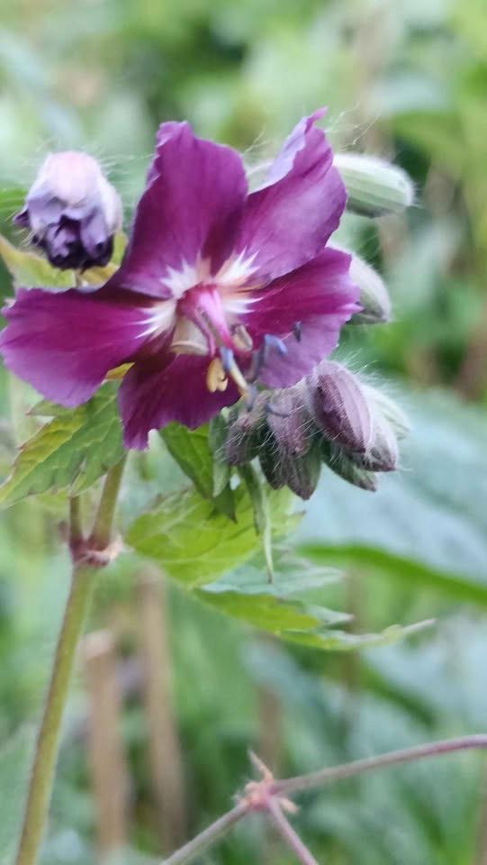 Geranium Phaeum , 6 potjes voor 5 euro, Tuin en Terras, Planten | Tuinplanten, Vaste plant, Overige soorten, Halfschaduw, Lente