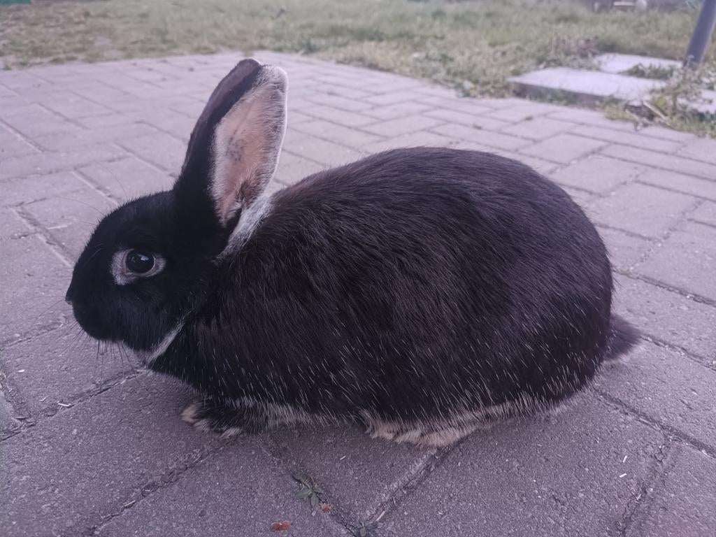 Zilvervos Voedster bijzondere konijnenras