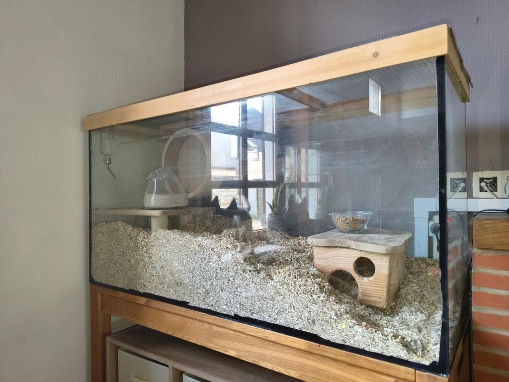 Lot aquarium cage gerbilles avec couvercle et accessoires, Animaux & Accessoires, Enlèvement, Utilisé, Autres types, 60 à 90 cm