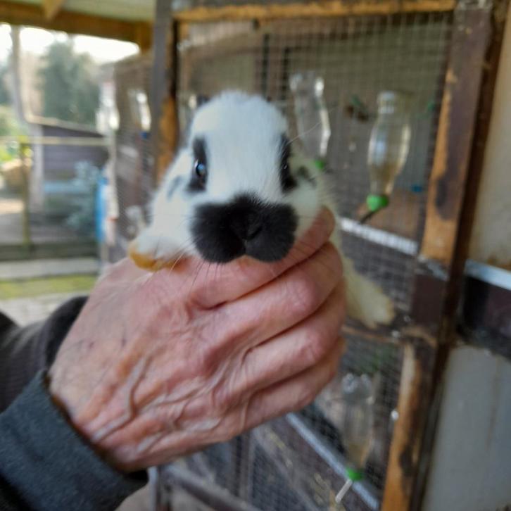 KLEURDWERG   (kleinblijvend), Animaux & Accessoires, Lapins, Nain, Mâle, 0 à 2 ans