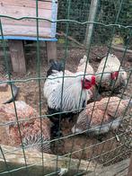 Œufs à éclore de saumon Brahma, Animaux & Accessoires, Plusieurs animaux, Poule ou poulet