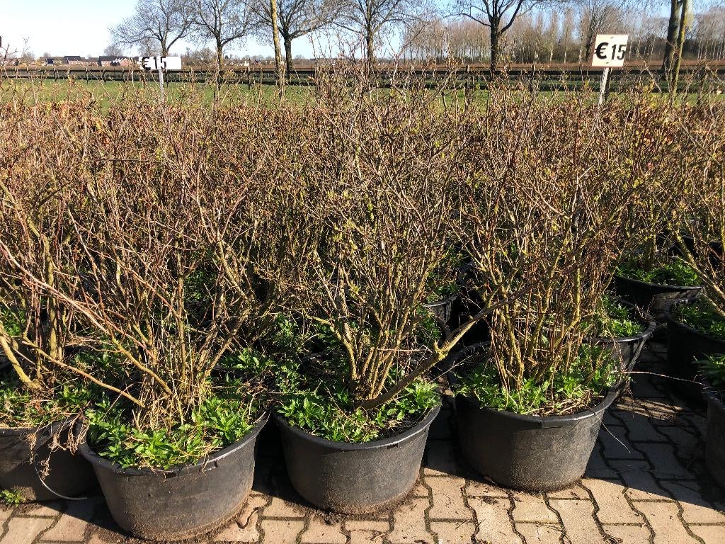 BLAUWE BESSEN PLANTEN IN POT, Tuin en Terras, Ophalen, Overige soorten, Struik, 100 tot 250 cm