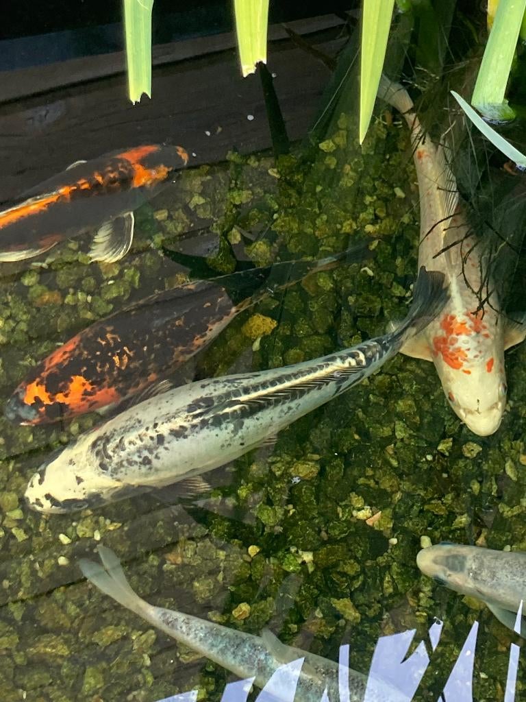 koi s en blauw winde te koop, Dieren en Toebehoren