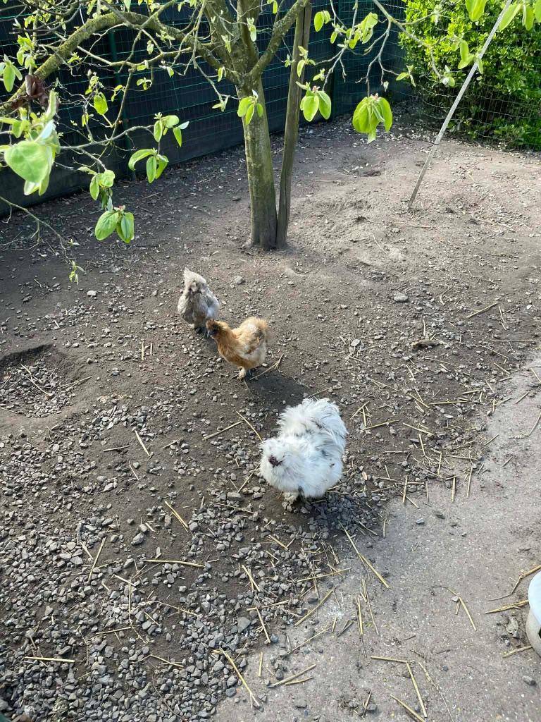 Broedeieren zijdehoen USA, Dieren en Toebehoren, Kip