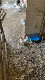 4 sier kippen te koop 15€ perstuk, Dieren en Toebehoren, Ophalen