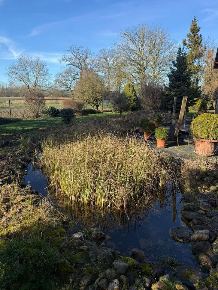 Riet,lelies en vijver beplanting, Tuin en Terras, Vijver-toebehoren, Zo goed als nieuw, Overige typen, Ophalen