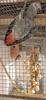 Cherche vieux gris du gabon femelle..., Dieren en Toebehoren, Vogels | Parkieten en Papegaaien, Vrouwelijk
