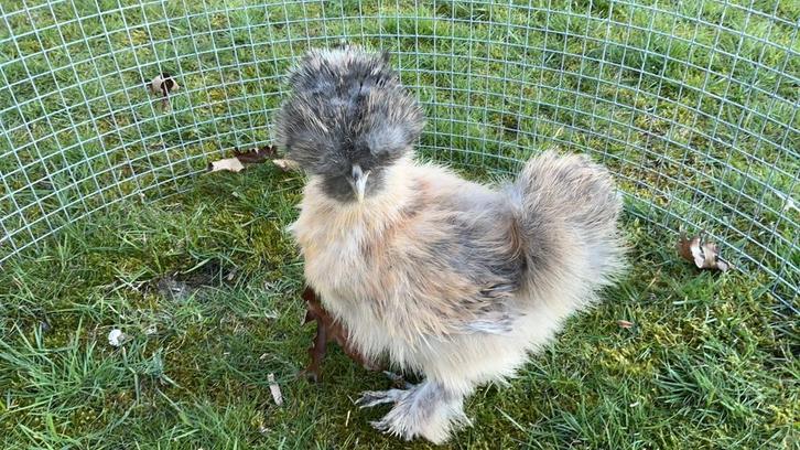 Usa zijdehoen, Animaux & Accessoires, Volatiles, Poule ou poulet, Sexe inconnu