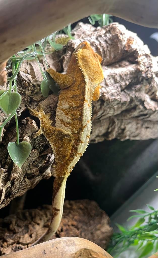 Extreem orange harlequin ciliatus, wimpergekko, Animaux & Accessoires