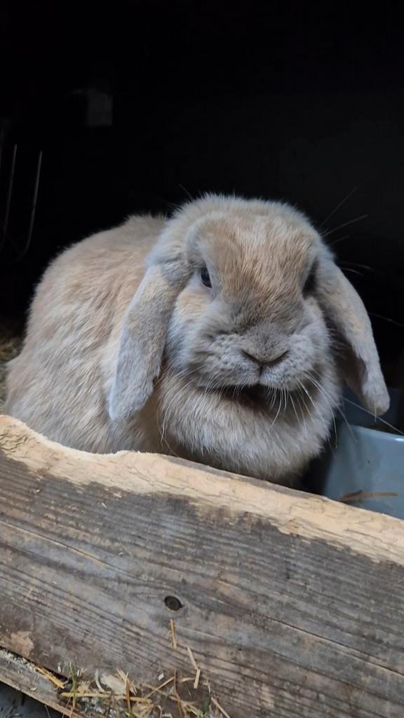 Nederlandse hangoordwerg voedster, Dieren en Toebehoren, Konijnen