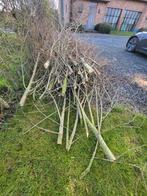 Knotwilgtakken gratis, Tuin en Terras, Brandhout, Ophalen