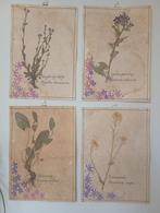 Uniek herbarium op koffie gekleurd papier, handschrift, Ophalen