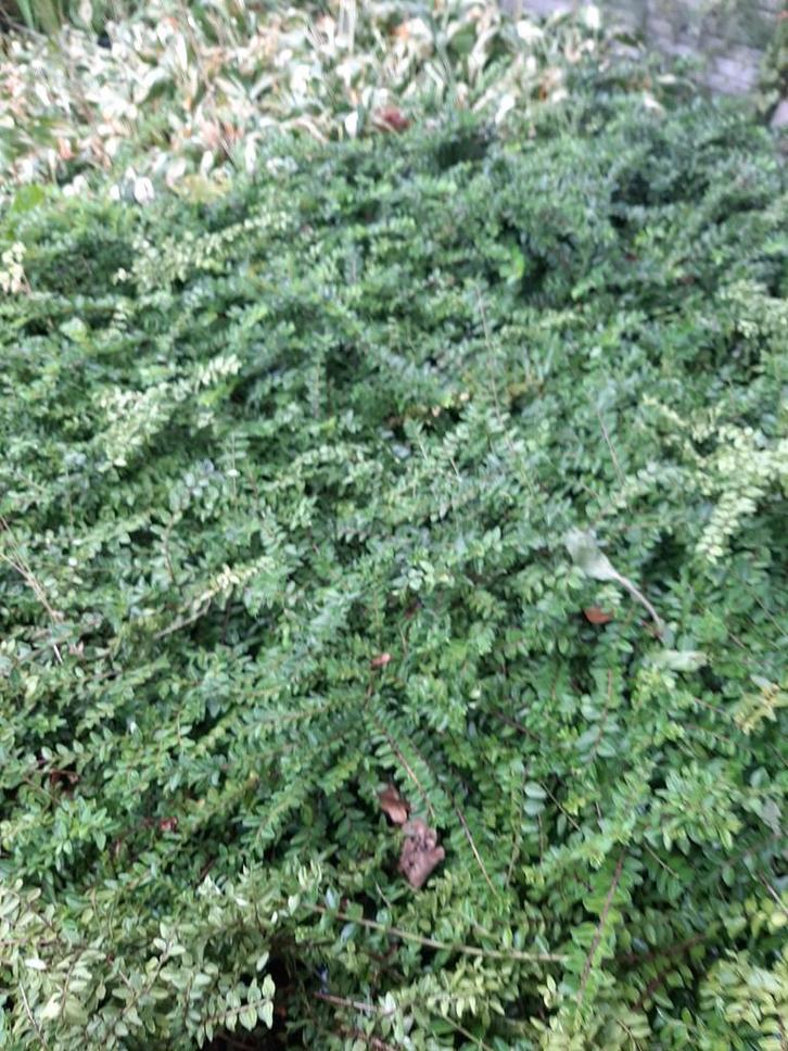 Lonicera, Jardin & Terrasse, Plantes | Arbustes & Haies, Enlèvement