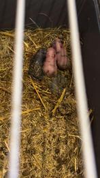 Mama en baby konijntjes te koop, Dieren en Toebehoren, Knaagdieren, Februari, Meerdere dieren, Tam