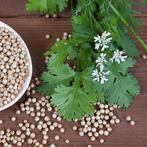 Zaden van koriander, Tuin en Terras, Ophalen of Verzenden, Voorjaar, Volle zon, Zaad