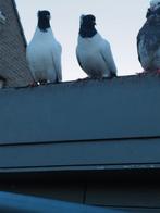 Non duiven, Dieren en Toebehoren, Vogels | Duiven