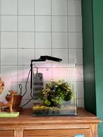 Compleet aquarium, Dieren en Toebehoren, Ophalen, Zo goed als nieuw, Gevuld zoetwateraquarium