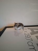 Hamsters, Dieren en Toebehoren, Knaagdieren, Februari