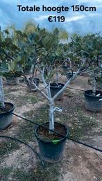 ‼️vijgenbomen rechtstreekse import spanje ‼️, Tuin en Terras, Ophalen