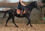 Jument 13 ans onc, Animaux & Accessoires, Chevaux, Jument, L