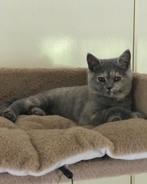 Brits korthaar poes, Dieren en Toebehoren, Katten en Kittens | Raskatten | Korthaar, Poes, Gechipt, 0 tot 2 jaar