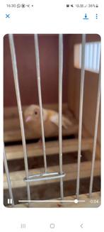 Botvink isabel pastel 2014, Ophalen, Gebruikt