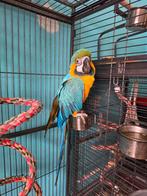 Ara pop, Dieren en Toebehoren, Vogels | Parkieten en Papegaaien, Vrouwelijk, Papegaai, Pratend