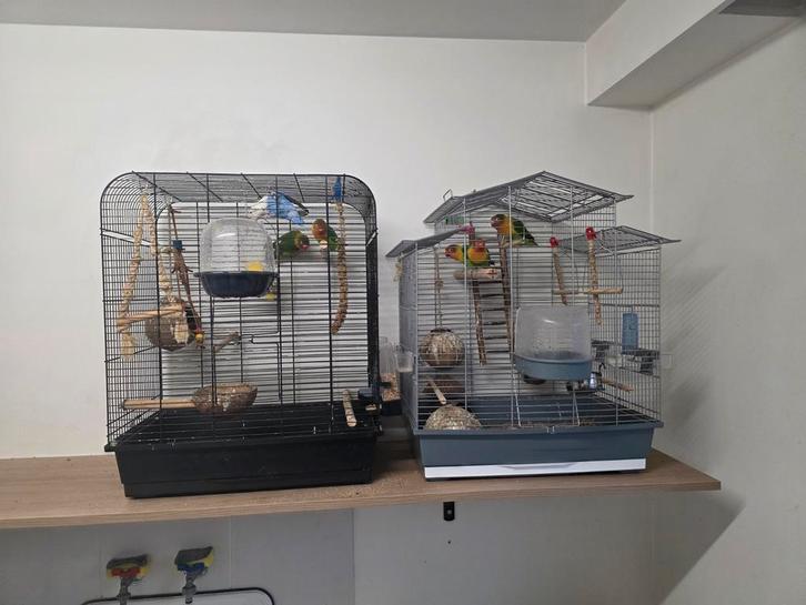 Lovebirds/Lovebirds avec accessoires à vendre !, Animaux & Accessoires, Oiseaux | Accessoires, Jouet, Enlèvement