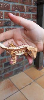 1.0 Lieve Drippy Rode Tricolor wimpergekko man, Dieren en Toebehoren, Hagedis, Tam, 0 tot 2 jaar