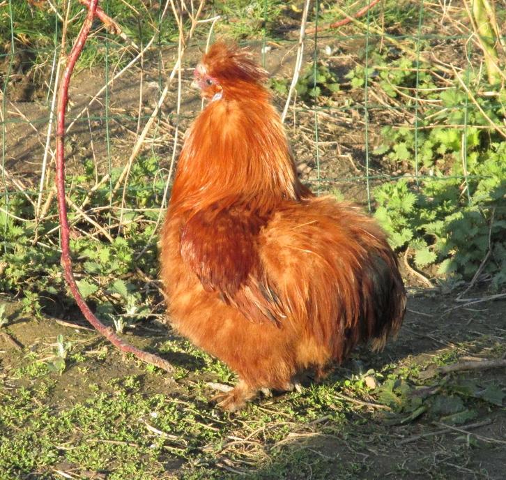 Broedeieren van zijdehoenders, d. rood, Dieren en Toebehoren, Pluimvee