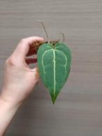 Anthurium magnificum x papillilaminum, Ophalen of Verzenden