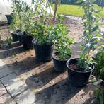 Vlinderstruiken, Ophalen