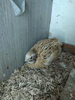 Japanse kwartel, Dieren en Toebehoren, Vogels | Overige Vogels, Mannelijk, Geringd