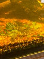 Kreeften, Kreeft, Krab of Garnaal, Zoetwatervis