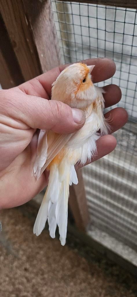 Mannen te koop, Geringd