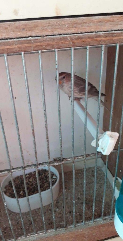 vogels, Meerdere dieren, Geringd