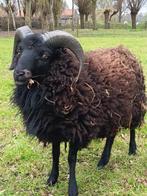 ouessant ram, Mannelijk, Schaap, 0 tot 2 jaar