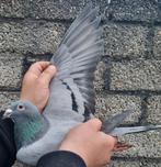 Pigeon de course « BONFIRE » /"WITTENBUIK », Animaux & Accessoires, Oiseaux | Pigeons, Femelle, Pigeon voyageur