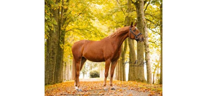 Welsh cob, Animaux & Accessoires, Chevaux, Hongre, Débourré, Moins de 160 cm, 3 à 6 ans, Cheval de récréation, Avec pedigree, Avec puce électronique